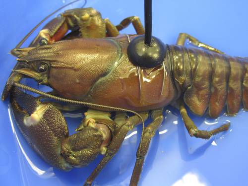 crayfish006 small